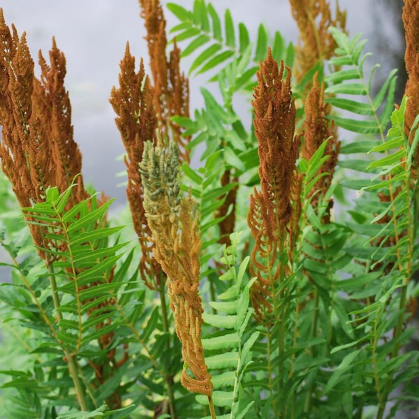 Royal Fern- Osmunda regalis- Shade Plant - FREE SHIPPING!!!