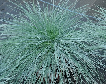 Blue Fescue 'Elijah Blue' Ornamental Grass - Live Starter Plant- FREE SHIPPING!!!