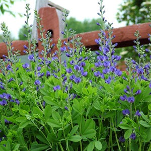 Blue False Indigo -Baptisia australis- Native Wildflower- Live Starter Plant- FREE SHIPPING!!!