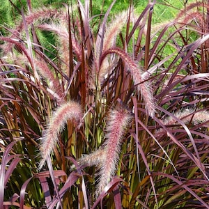May include: A clump of ornamental fountain grass featuring long, slender, deep purple foliage and arching, feathery, light pinkish-purple flower spikes that extend outward from the center of the plant, creating a dense and textured appearance.