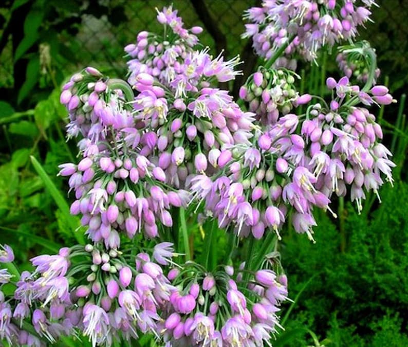 Nodding Onion-allium Cernuum-native Wildflower-live Starter Plant-free ...