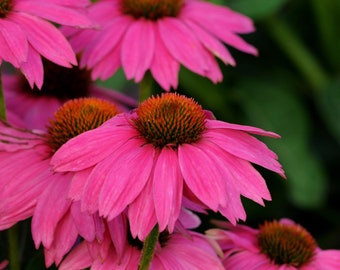Echinacea 'PowWow’ Wildberry Coneflower - Live Starter Plant - FREE SHIPPING!!!
