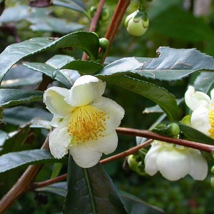 Organic Tea Plant ‘Large Leaf’ - Camellia sinensis - Live Starter Plant in a 3” Pot