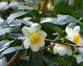 Organic Tea Plant ‘Large Leaf’ - Camellia sinensis - Live Starter Plant in a 3” Pot
