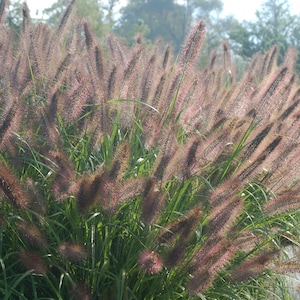 Pennisetum a. &#39;Red Head&#39; -Fountain Grass- Ornamental Perennial Grass -Live Starter Plant- FREE SHIPPING!!!