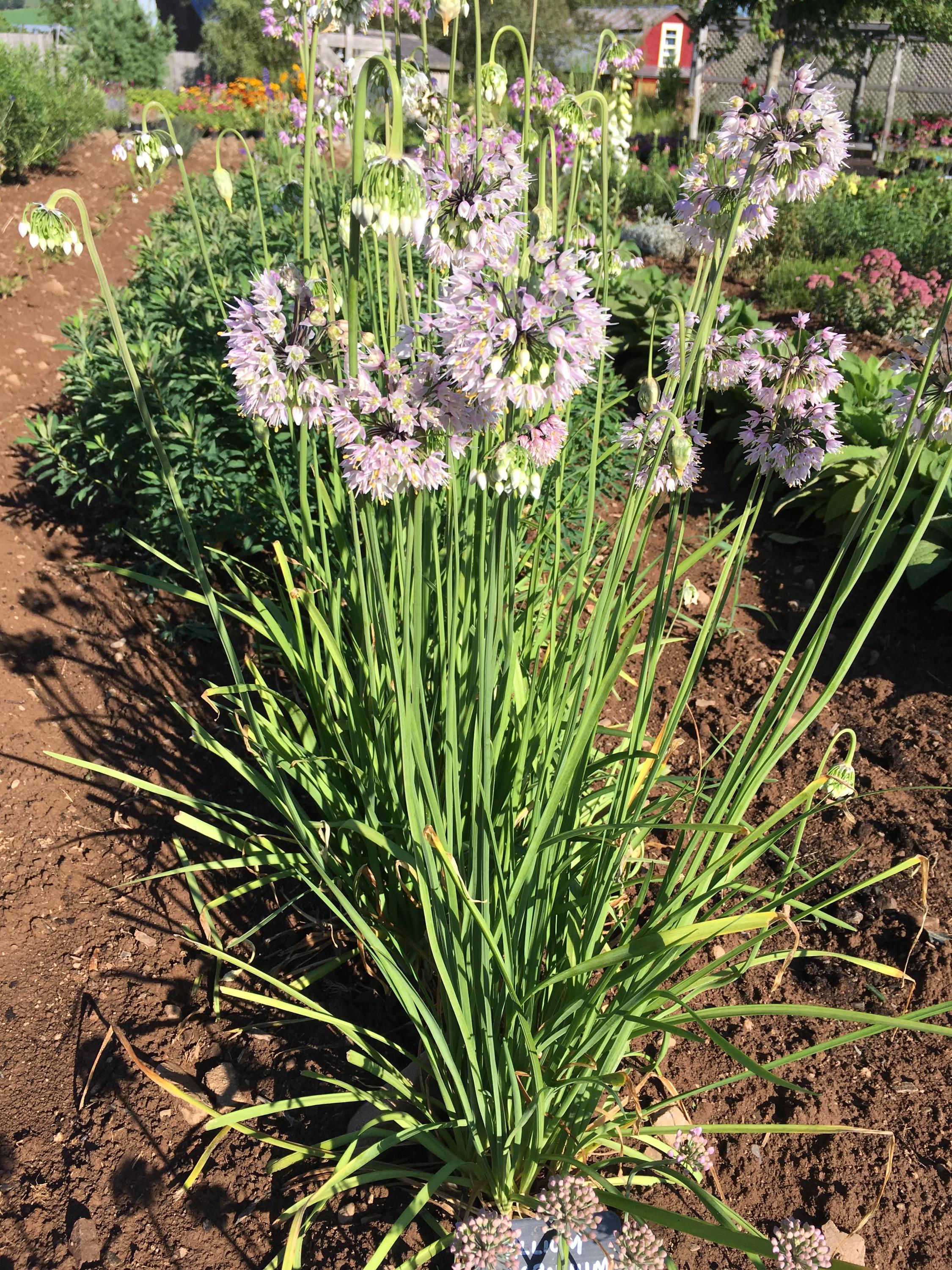 Nodding Onion-allium Cernuum-native Wildflower-live Starter Plant-free ...