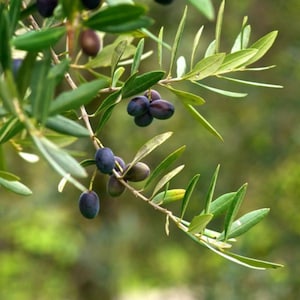 May include: A branch of an olive tree with dark purple olives growing on it. The olives are clustered together on the branch, and the leaves are a vibrant green.