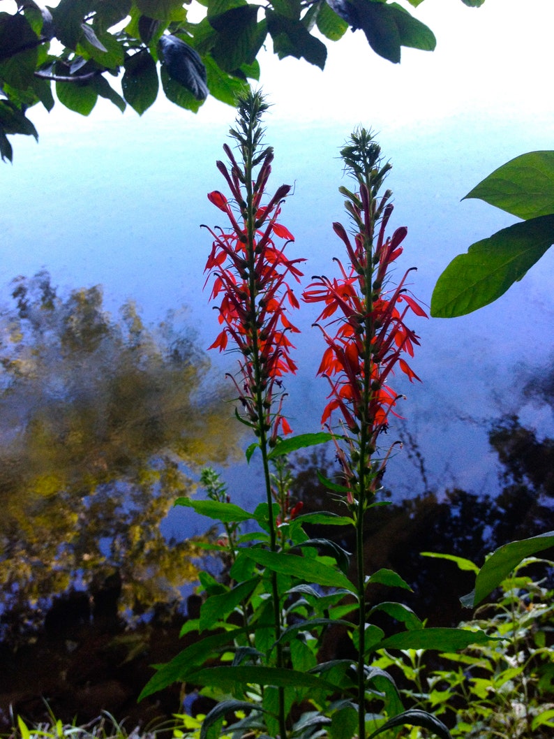 SacredRootsNursery Cardinal Flower - Thumbnail 3