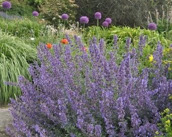 Nepeta f. 'Walker's Low' Catmint - Live Starter Plant - FREE SHIPPING!!!