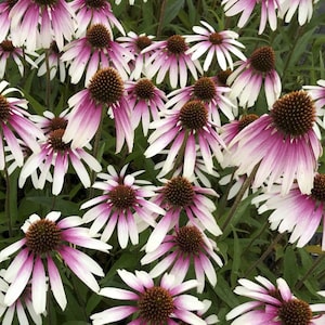 Echinacea ‘Pretty Parasols’ - Coneflower- Live Starter Plant- FREE SHIPPING!!!