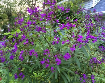 New York Ironweed- Vernonia n.- Native Wildflower- Live Starter Plant- FREE SHIPPING!!!