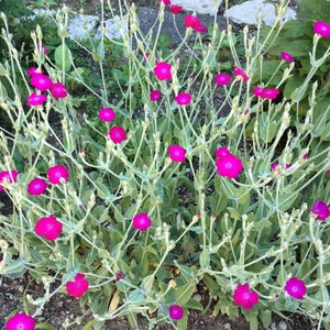 Rose Campion - Silene- Live Starter Plant in a 3" Pot -FREE SHIPPING!!!