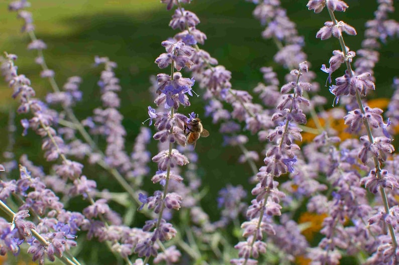 SacredRootsNursery Perovskia atriplicifolia Russian Sage - Thumbnail 3