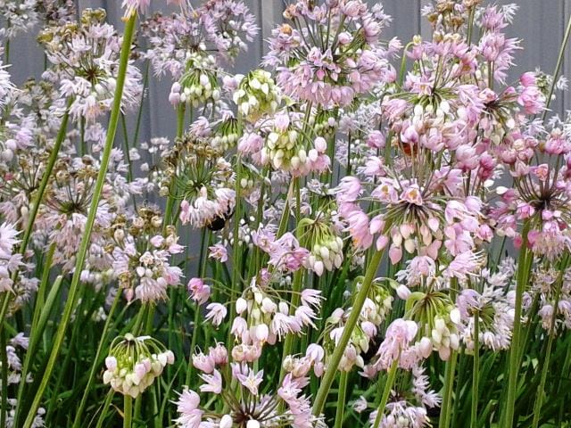 Nodding Onion-allium Cernuum-native Wildflower-live Starter Plant-free ...