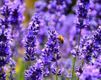 May include: Close-up of a field of lavender flowers in full bloom. The flowers are a vibrant purple color, with a few green stems and leaves visible. A honeybee is collecting nectar from one of the lavender flowers.