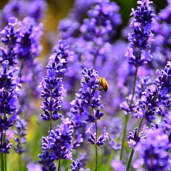 Organic Lavender 'hidcote' - Perennial Herb - Live Starter Plant - FREE  SHIPPING!!! - Etsy