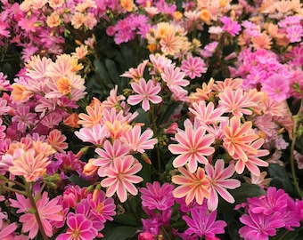 Lewisia c. 'Rainbow Mix' -Succulent- Live Starter Plant- FREE SHIPPING!!!
