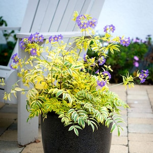 May include: A potted plant with vibrant yellow and green variegated leaves and clusters of small purple flowers. The plant is in a black pot, set against a blurred background of a white chair and greenery.