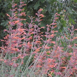 May include: A close-up of a cluster of tall, slender plants with vibrant orange and pink flowers. The flowers are arranged along the stems, with a backdrop of green foliage and a chain-link fence. The plant's stems are a pale green color.