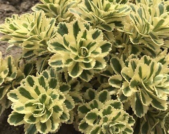 Sedum 'Atlantis' - Stonecrop - Succulent Perennial - Live Starter Plant - FREE SHIPPING!!!