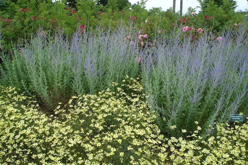 SacredRootsNursery Perovskia atriplicifolia Russian Sage - Thumbnail 4
