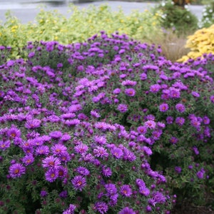 New England Aster &#39;Purple Dome&#39; - Live Starter Plant - FREE SHIPPING!!!