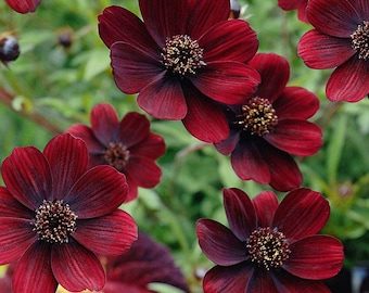 Cosmos 'Chocamocha' -Live Starter Plant- FREE SHIPPING!!!