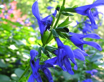 Salvia 'Black and Blue' - Tender Perennial - Live Starter Plant- FREE SHIPPING!!!