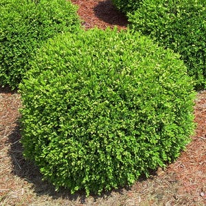 Boxwood ‘Green Gem’ -Live Starter Plant- FREE SHIPPING!!!