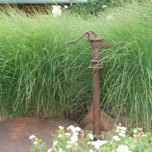 Miscanthus &#39;Gracillimus&#39; - Ornamental Perennial Grass - Live Starter Plant - FREE SHIPPING!!!