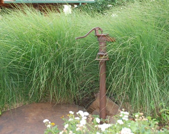 Miscanthus 'Gracillimus' - Ornamental Perennial Grass - Live Starter Plant - FREE SHIPPING!!!