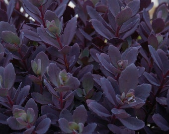 Sedum ‘Plum Dazzled’ Sunsparkler®  Series - Live Starter Plant in a 3” Pot