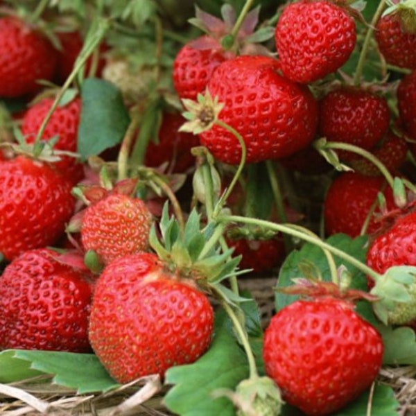 Organic Everbearing Strawberry 'Albion' Live Starter Plant - FREE SHIPPING!!!