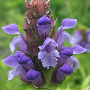 Organic Self Heal- Prunella vulgaris - Live Starter Plant- FREE SHIPPING!!!