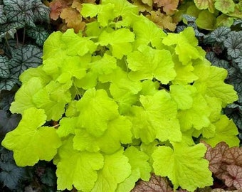 Heuchera ‘Citronelle’ -USPP17,934  Coral Bells- Live Starter Plant- FREE SHIPPING!!!