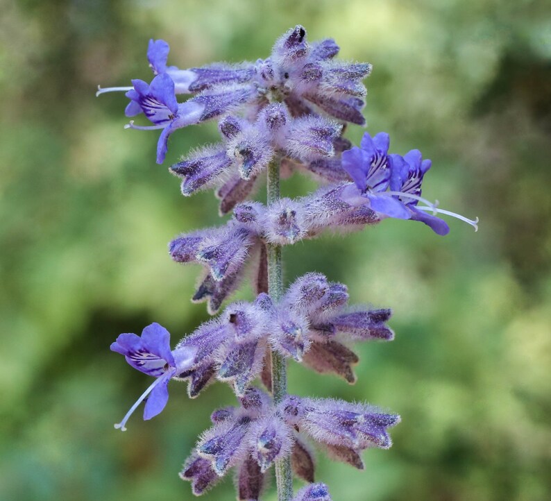 SacredRootsNursery Perovskia atriplicifolia Russian Sage