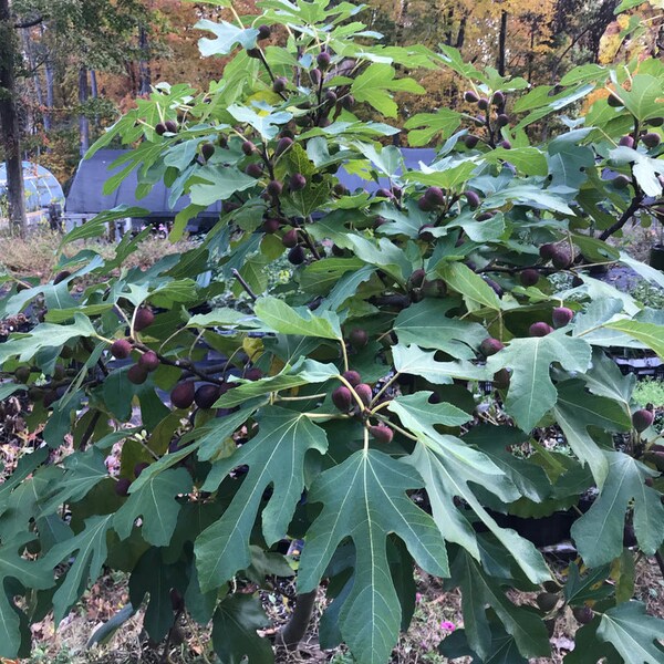 Organic Fig Tree ‘Violette De Bordeaux’ - Live Starter Plant in a 3”Pot - FREE SHIPPING!!!