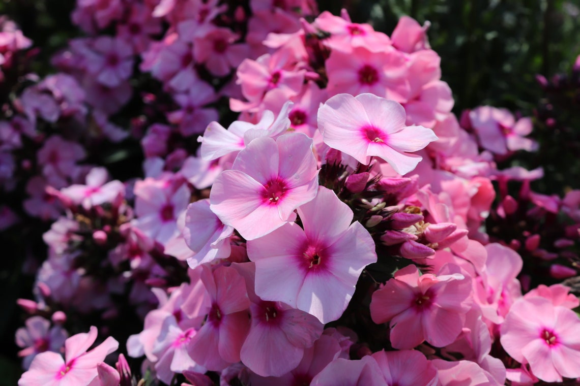 Phlox p. 'Bright Eyes' Tall Garden Phlox Live | Etsy