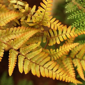 Dryopteris 'Jurassic Gold' PPAF - Wood Fern - Live Starter Plant- FREE SHIPPING!!!