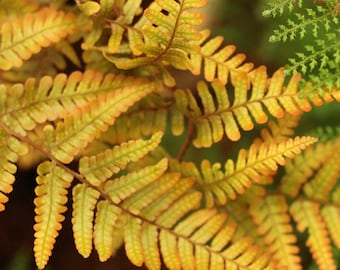 Dryopteris 'Jurassic Gold' PPAF - Wood Fern - Live Starter Plant- FREE SHIPPING!!!