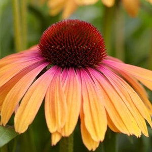 Echinacea Butterfly™ Yellow Rainbow Marcella - Coneflower - Live Starter Plant- FREE SHIPPING!!!
