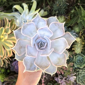 Ghost Echeveria - Succulent - Live Starter Plant - FREE SHIPPING!!!