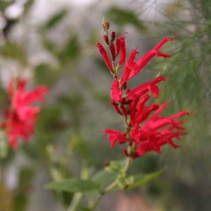 May include: Close-up of vibrant red flowers with a tubular shape, clustered on a green stem. The flowers have a delicate, elongated form, with a few buds visible. The background is a soft, blurred mix of green foliage.