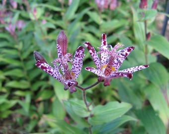 Tricyrtis 'Sinonome' - Japanese Toad Lily - Perennial - FREE SHIPPING!!!