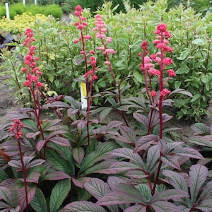 Rodgersia ‘Bronze Peacock’-Live Starter Plant-FREE SHIPPING!!!