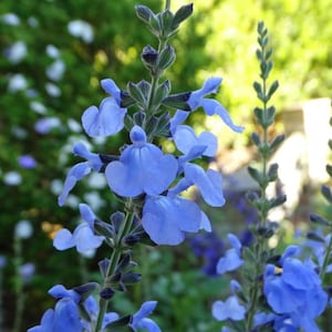Salvia azurea -Blue Sage- Native Plant - Live Starter Plant- FREE SHIPPING!!!