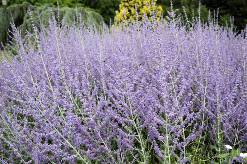 SacredRootsNursery Perovskia atriplicifolia Russian Sage - Thumbnail 2