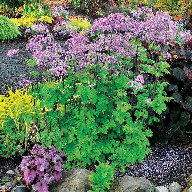 Thalictrum ‘Black Stockings’ Meadow Rue