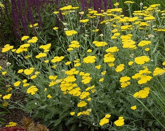 Yarrow 'Moonshine' - Perennial- Live Starter Plant - FREE SHIPPING!!!