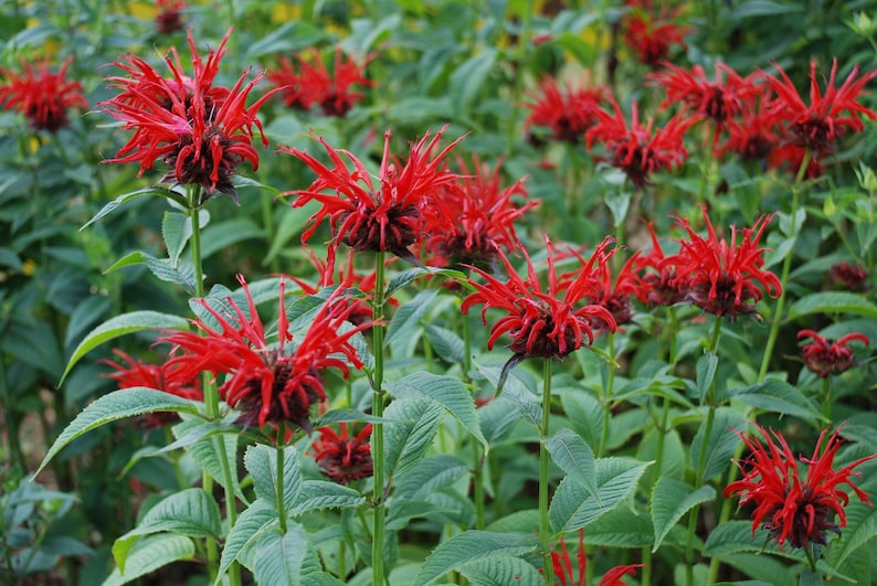 Monarda Didyma 'jacob Cline' - Scarlet Bee Balm - Live Starter Plant ...